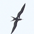 Lesser Frigatebird (male) over the beach due to strong winds caused by cyclone Zane<br />Canon EOS 7D + EF400 F5.6L Lesser Frigatebird (male) over the beach due to strong winds caused by cyclone Zane<br />Canon EOS 7D + EF400 F5.6L